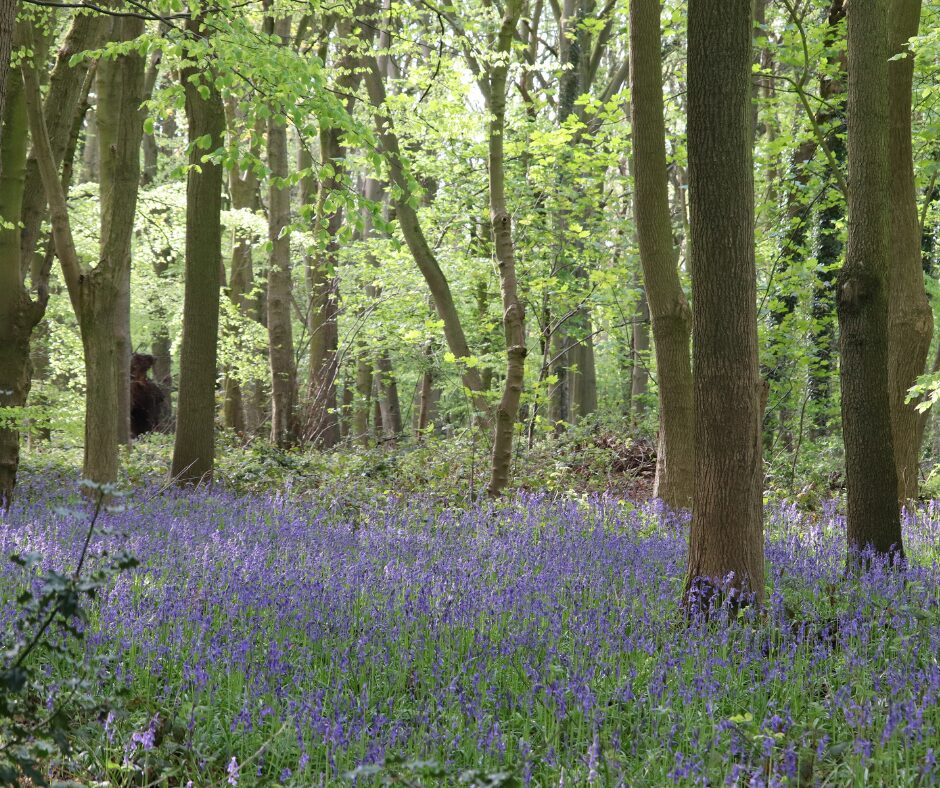 Bluebell Wood rugby