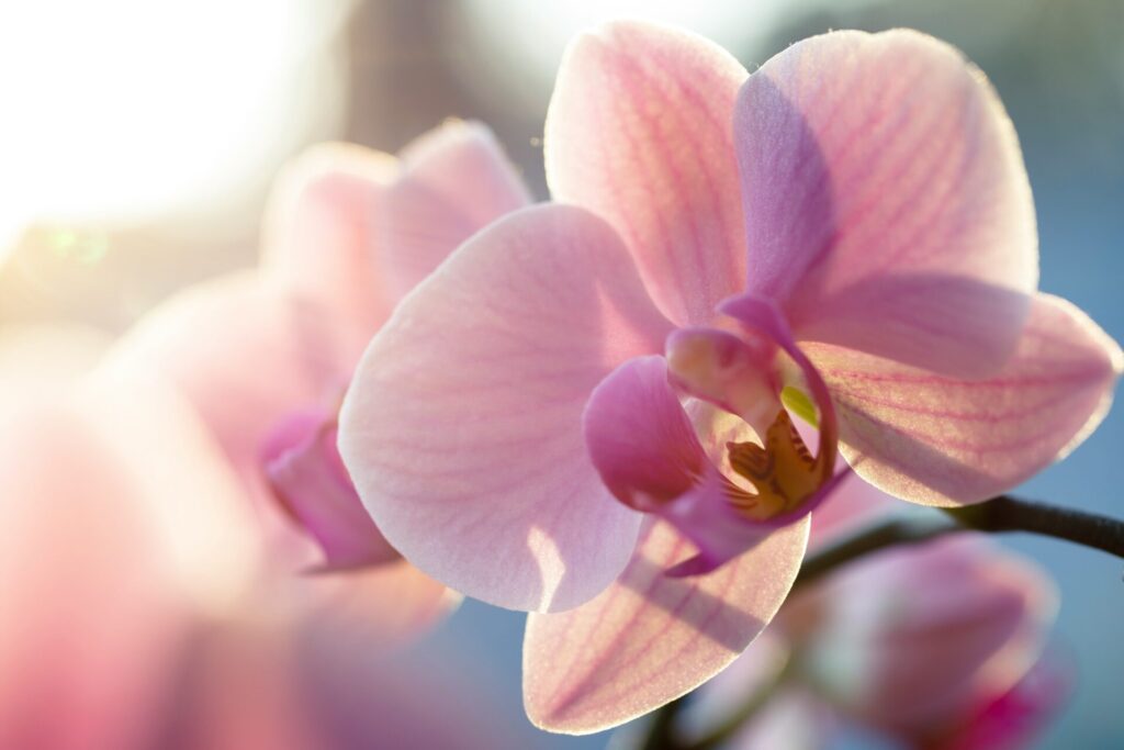 Pink orchids