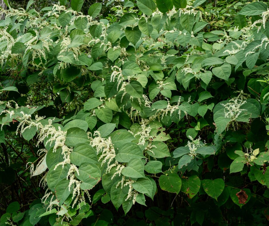 The Risks of Japanese Knotweed to Your Home