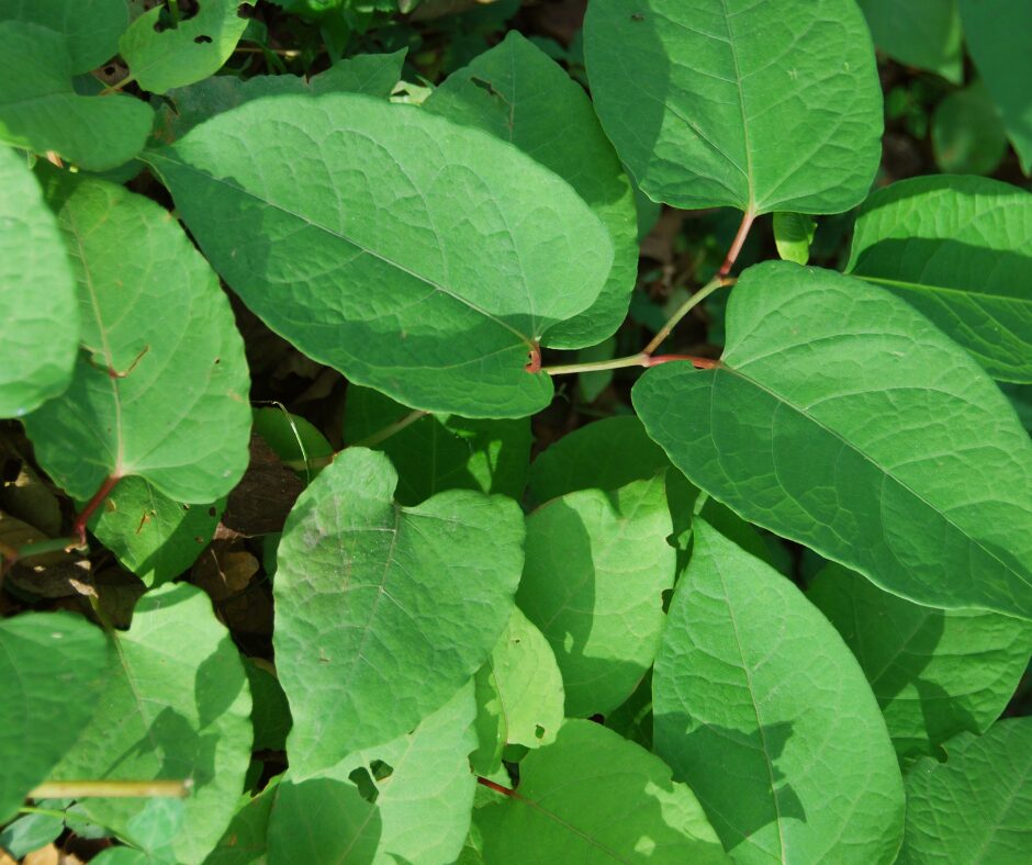 The Risks of Japanese Knotweed to Your Home
