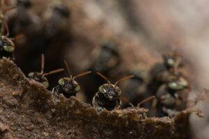 Essential Pest Control Tips for Every Home