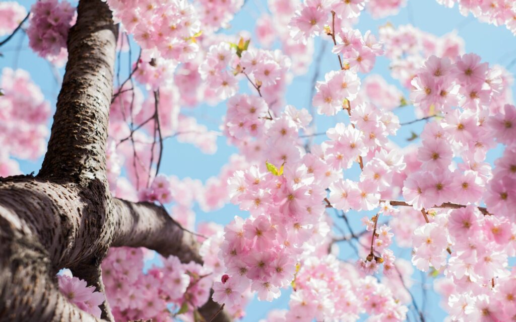 Why Spring is Perfect for Selling Your Home